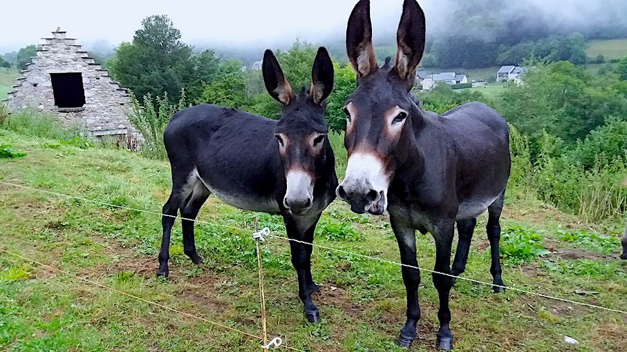 Ane des Pyrénées.jpg